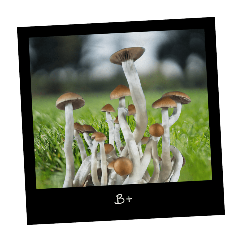 B+ kultura w płynie growkit mykoloszka