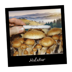 Malabar magiczne grzyby