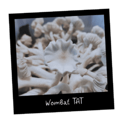 Wombat TAT kultura w płynie