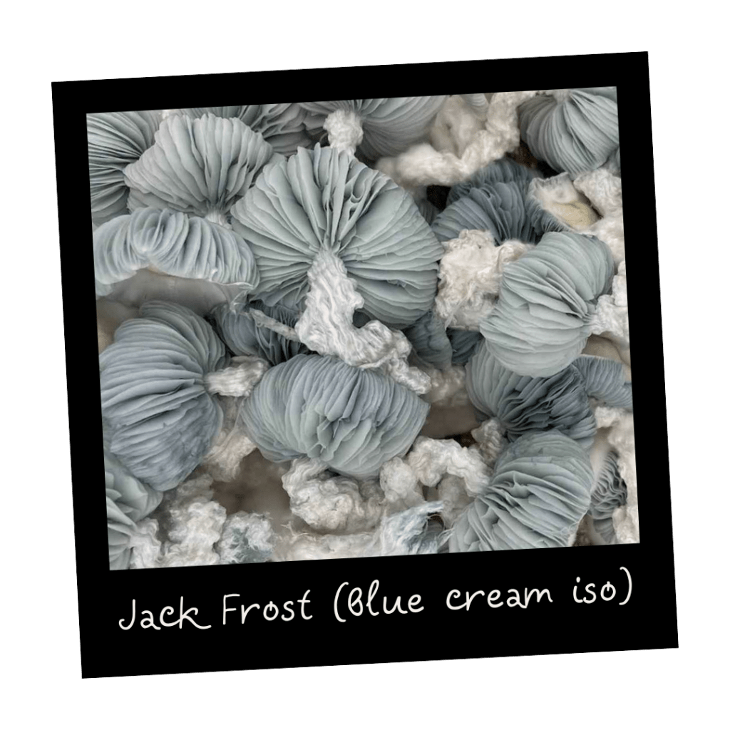 Jack Frost kultura w płynie