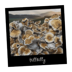 Hillbilly kultura w płynie