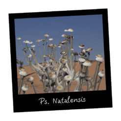 Ps. Natalensis kultura w płynie