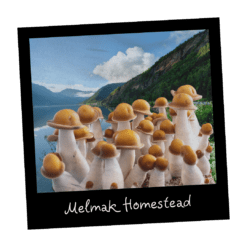 Melmak Homestead kultura w płynie