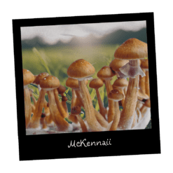 McKennaii kultura w płynie