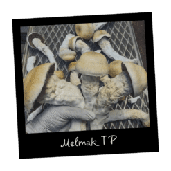 Growkit Melmak TP Full Auto – magiczna grzybnia Psilocybe cubensis, mutacja Penis Envy, gotowa do obserwacji mikroskopowej.