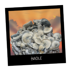 Growkit Haole full autow kupić w polsce - Mykoloszka