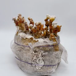 Kostka uprawowa REISHI – zestaw do hodowli grzybów medycznych - wysyłka z Polski