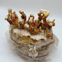 Kostka uprawowa REISHI – zestaw do hodowli grzybów medycznych - wysyłka z Polski