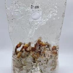 Kostka uprawowa REISHI – zestaw do hodowli grzybów medycznych - wysyłka z Polski