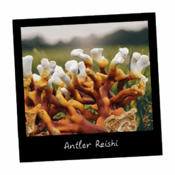 Kostka uprawowa REISHI – zestaw do hodowli grzybów medycznych - wysyłka z Polski