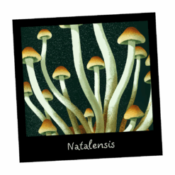 Growkit Natalensis Full Auto – zestaw do obserwacji grzybni Psilocybe Natalensis - Mykoloszka - wysyłka z Polski