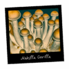 Growkit Makilla Gorilla Full Auto Psilocybe cubensis – grzybnia kolekcjonerska z linii Penis Envy