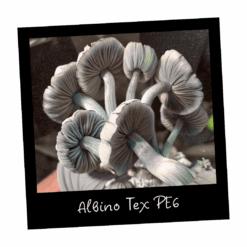 Growkit Albino Tex PE6 Full Auto – zestaw do uprawy grzybni Mykoloszka