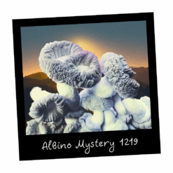 Growkit Full Auto Albino Mystery 1219 – zestaw do obserwacji grzybni - wysyłka z Polski