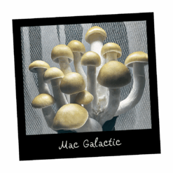 Growkit Mac Galactic Full Auto Psilocybe cubensis – Mykoloszka