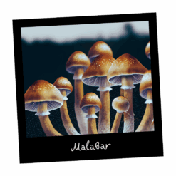 Growkit Malabar Full Auto - gotowy zestaw do obserwacji grzybni - Mykoloszka