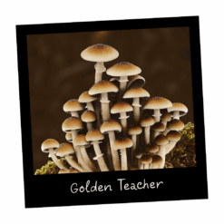 Growkit Golden Teacher Full Auto - gotowy zestaw do obserwacji grzybni - Mykoloszka