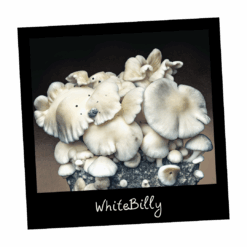 Growkit WhiteBilly Full Auto Psilocybe cubensis – grzybnia albinotyczna Hillbilly kolekcjonerska