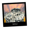 Growkit HAOLE Full Auto Polska – albinotyczna izolacja PES Hawaiian | Psilocybe cubensis