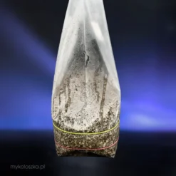 Growkit Psilocybe cubensis XXL DUŻY | Kupić Polska
