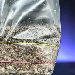 Growkit Psilocybe cubensis XXL DUŻY | Kupić Polska