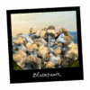 Growkit Blackhawk Full Auto – zestaw do obserwacji Psilocybe cubensis z genetyką TBC × Hawkeye Penis Envy, w wersji Full Auto. Sklep z growkitami w Polsce - Mykoloszka