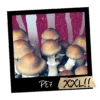 Growkit PE7 XXL Full Auto – zestaw kolekcjonerski z genetyką Penis Envy 7, masywne owocniki, zamknięte kapelusze, wersja premium Psilocybe cubensis