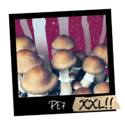 Growkit PE7 XXL Full Auto – zestaw kolekcjonerski z genetyką Penis Envy 7, masywne owocniki, zamknięte kapelusze, wersja premium Psilocybe cubensis