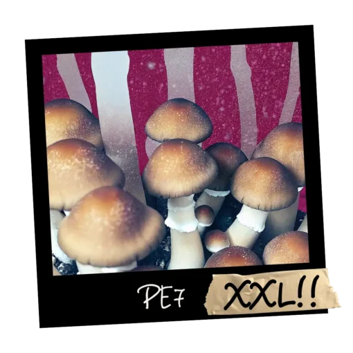 Growkit PE7 XXL Full Auto – zestaw kolekcjonerski z genetyką Penis Envy 7, masywne owocniki, zamknięte kapelusze, wersja premium Psilocybe cubensis