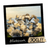 Growkit Blackhawk XXL Full Auto – zestaw do obserwacji Psilocybe cubensis z genetyką TBC × Hawkeye Penis Envy, w wersji Full Auto
