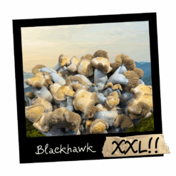 Growkit Blackhawk XXL Full Auto – zestaw do obserwacji Psilocybe cubensis z genetyką TBC × Hawkeye Penis Envy, w wersji Full Auto