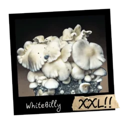 Growkit WhiteBilly XXL Full Auto – albinosowa grzybnia Psilocybe cubensis, jasne kapelusze i masywne trzonki, genetyka z linii Hillbilly