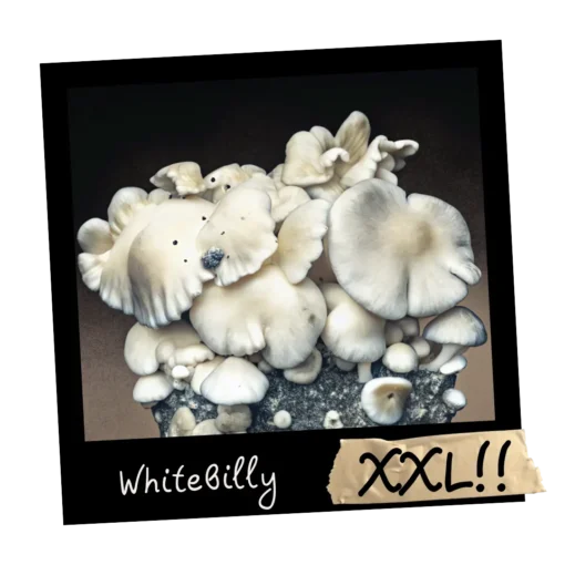 Growkit WhiteBilly XXL Full Auto – albinosowa grzybnia Psilocybe cubensis, jasne kapelusze i masywne trzonki, genetyka z linii Hillbilly
