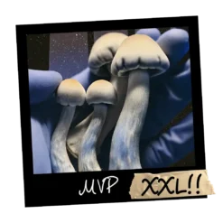 Growkit MVP Full Auto XXL – połączenie Melmak × TAT, grzybnia Psilocybe cubensis w wersji kolekcjonerskiej do obserwacji mikroskopowej