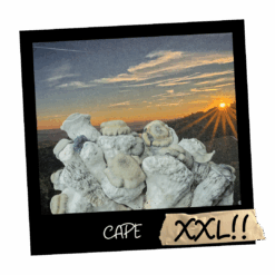 Psilocybe cubensis CAPE Full Auto – growkit albino Polska