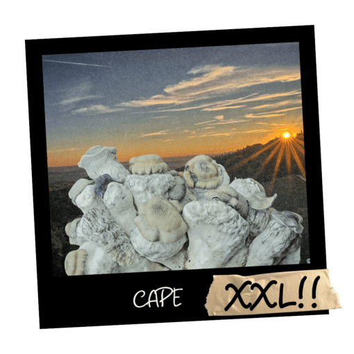 Psilocybe cubensis CAPE Full Auto – growkit albino Polska
