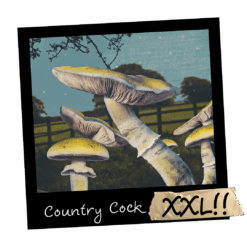 Growkit Country Cock XXL Full Auto – grzybnia Psilocybe cubensis (Hillbilly × Penis Envy) w wersji 4200 ml, gotowa do obserwacji mikroskopowej.