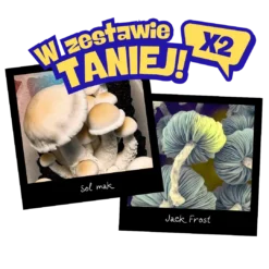 Growkity Full Auto Sol Mak i Jack Frost – zestaw 2×2600 ml Psilocybe cubensis, growkit Polska, laboratorium Mykoloszka