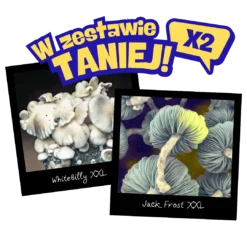 Growkity WhiteBilly i Jack Frost XXL Full Auto – dwa zestawy Psilocybe cubensis po 4200 ml, genetyki albino, gotowe do obserwacji i badań.