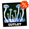 Growkit Full Auto Outlet Polska – tani growkit Psilocybe cubensis | Mykoloszka