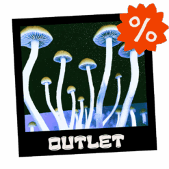 Growkit Full Auto Outlet Polska – tani growkit Psilocybe cubensis | Mykoloszka