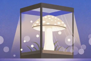 Kolonizacja substratu w growkicie