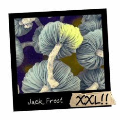 Growkit Jack Frost Full Auto od Mykoloszka – zestaw do obserwacji grzybni