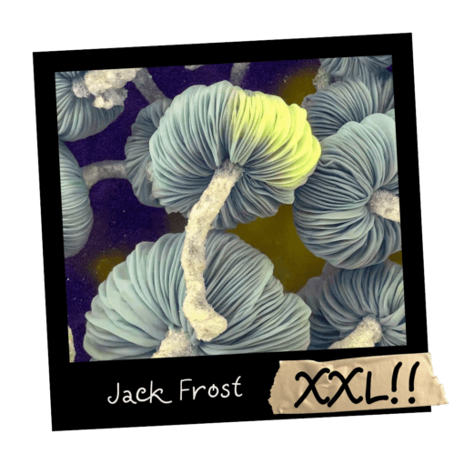 Growkit Jack Frost Full Auto od Mykoloszka – zestaw do obserwacji grzybni