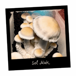 Growkit Sol Mak Full Auto – magiczna grzybnia Psilocybe cubensis, linia Melmak × Penis Envy, gotowa do obserwacji mikroskopowej.