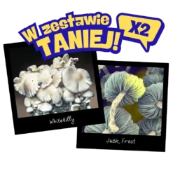 Zestaw growkitów Jack Frost + WhiteBilly Full Auto – dwa albinotyczne szczepy Psilocybe cubensis w formacie 2600 ml, gotowe do obserwacji.