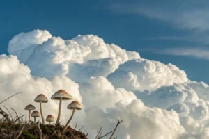 Czym jest overlay? Psilocybe cubensis