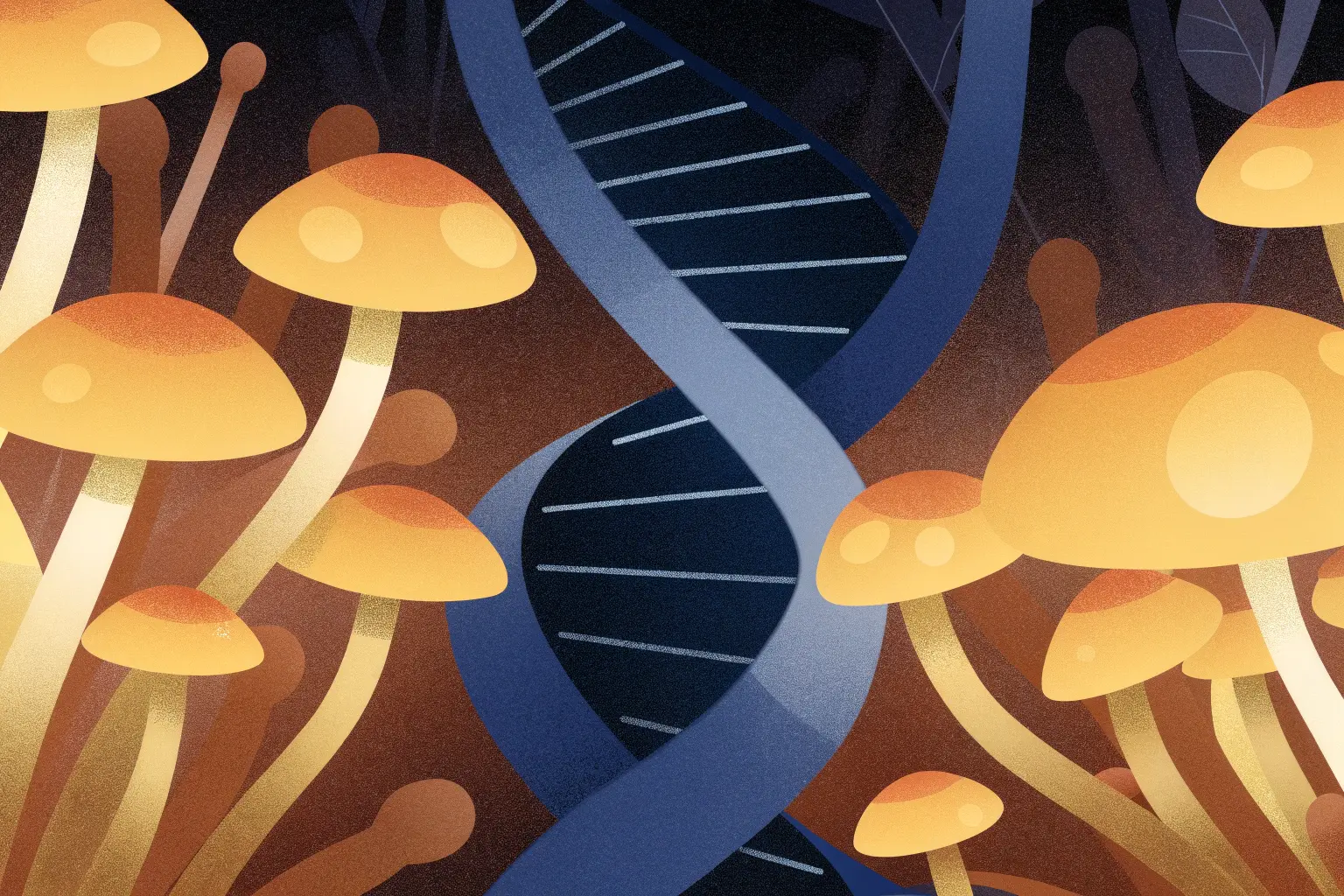 genetyka grzybów Psilocybe cubensis