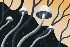 Ilustracja grzybów Psilocybe cubensis wyrastających z mchu, otoczonych siecią grzybni przypominającą neurony – symbol połączenia natury i świadomości.
