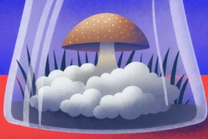 Ilustracja growkitu Full Auto Psilocybe Cubensis | Mykoloszka